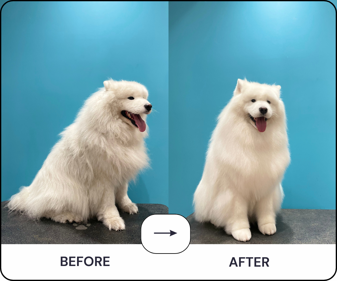 Samoyed store summer haircut